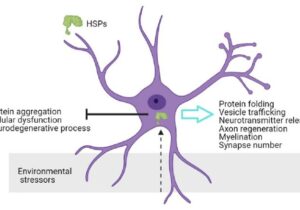 کشف نقش شپرون ها در بروز بیماری‌های عصبی
